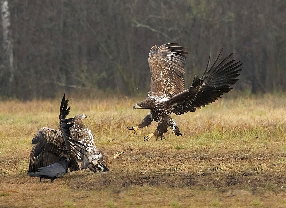 White-tailed eagle (Haliaeetus albicilla) in aerial combat, Poland, Europe