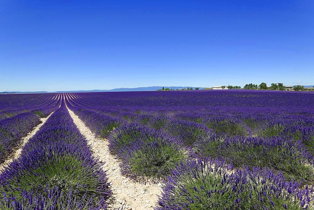 Common lavender (Lavandula angustifolia), Valensole, Departement Alpes-de-Haute-Provence, Provence-Alpes-Cote d'Azur, France, Europe