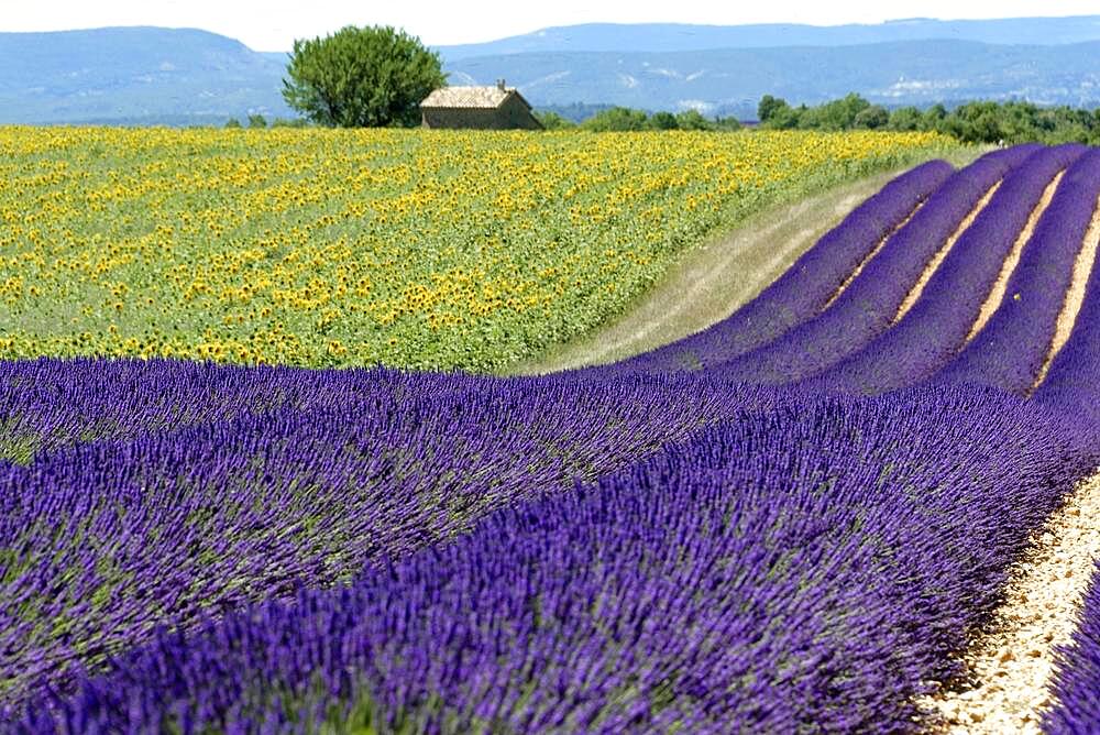 Common lavender (Lavandula angustifolia), Valensole, Departement Alpes-de-Haute-Provence, Provence-Alpes-Cote d'Azur, France, Europe