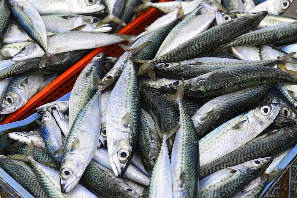 Fresh fish, Essaouira, Morocco, Africa