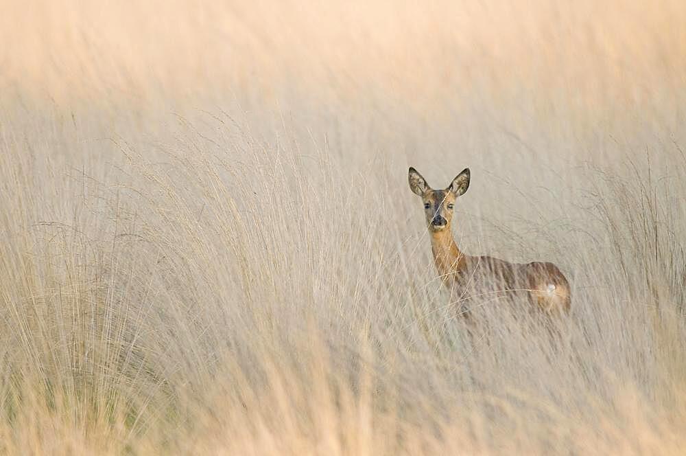 European roe deer (Capreolus capreolus), standing in pipe grass, Emsland, Lower Saxony, Germany, Europe