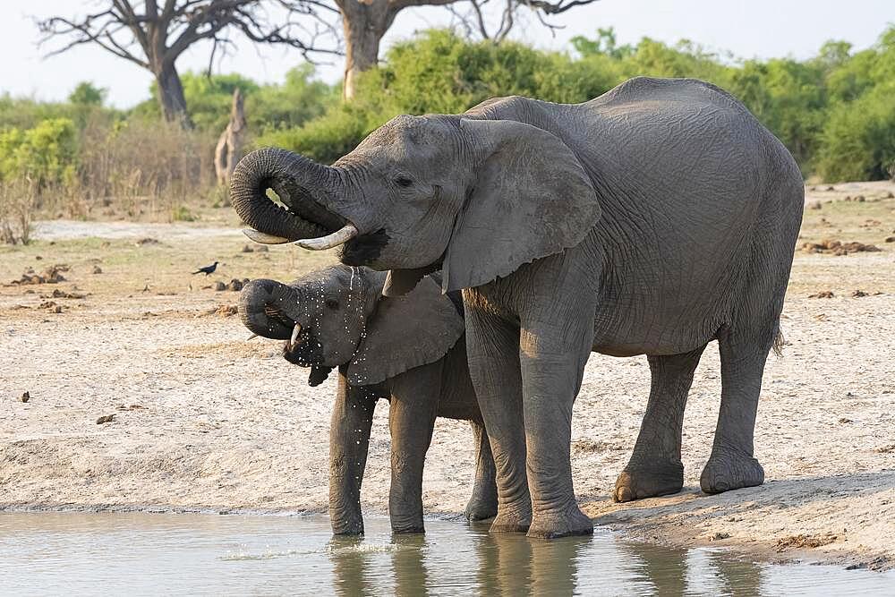 African elephant (Loxodonta africana), cow and calf at waterhole, Savuti, Chobe National Park, Botswana, Africa