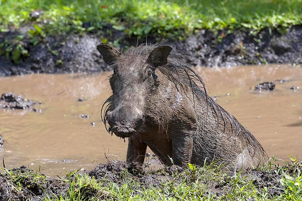 Common warthog (Phacochoerus africanus), bathing in mud, Kasane, Botswana, Africa