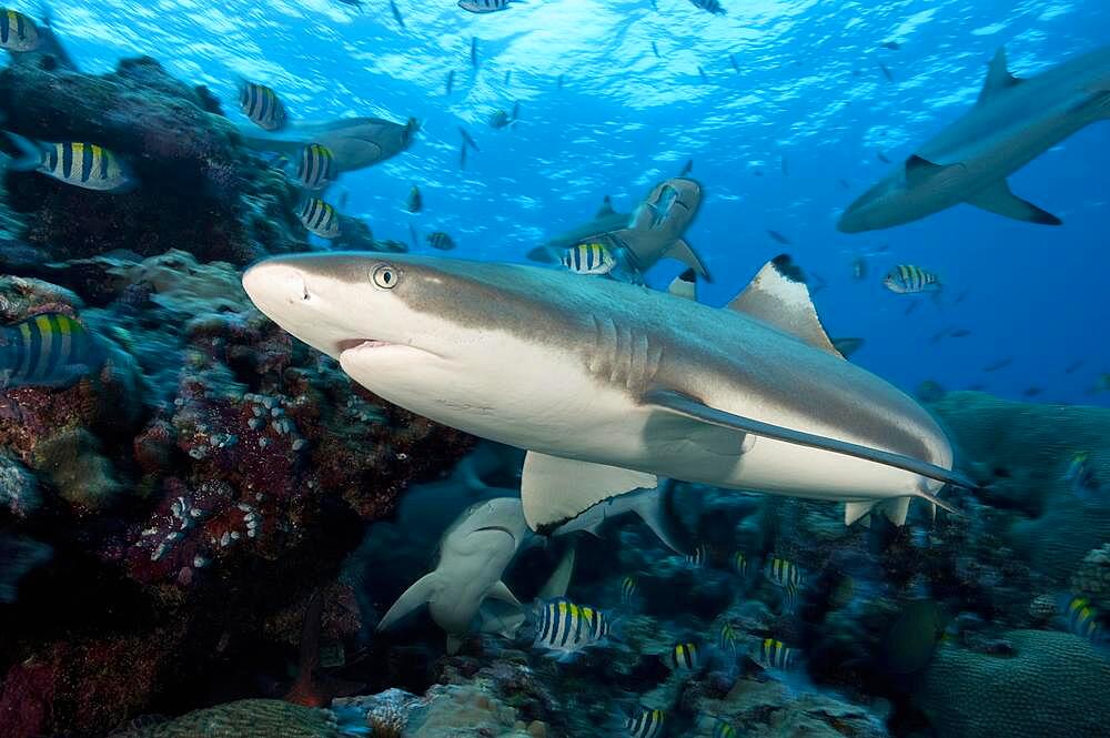 Blacktip reef shark (Carcharhinus melanopterus) hunting prey swimming through coral reef, Pacific Ocean, Caroline Islands, Yap Island, Micronesia, Oceania