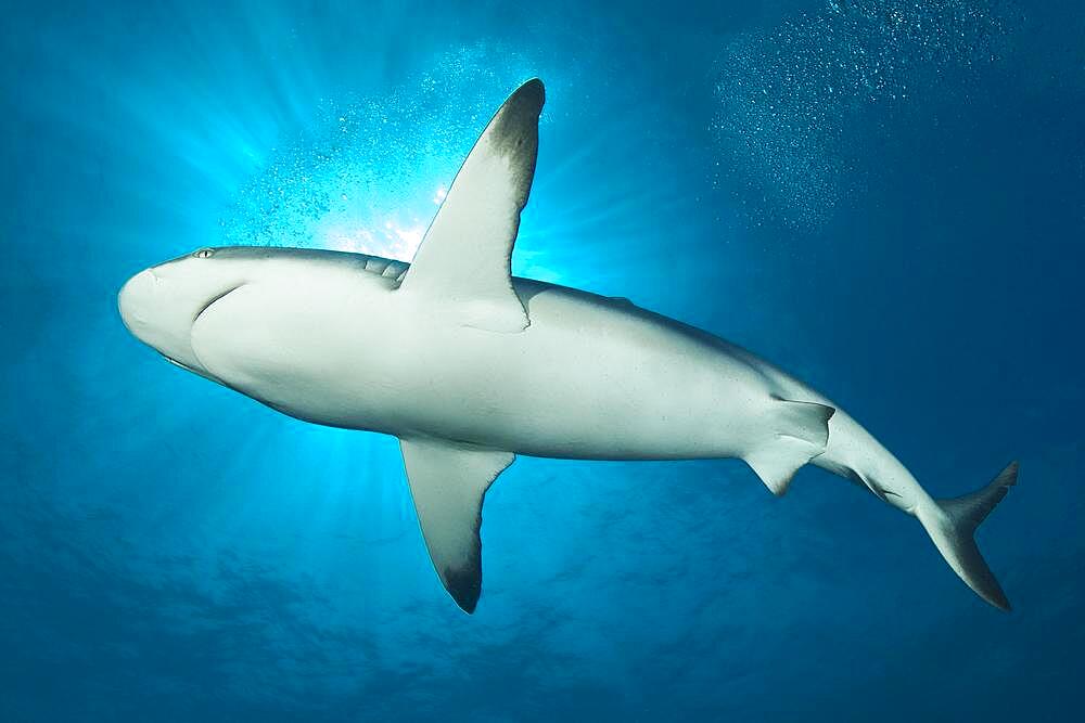 Blacktip reef shark (Carcharhinus melanopterus) swimming close under water surface, bright sun above, Pacific Ocean