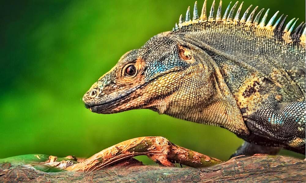 Close-up of a striped iguana, Iguana Striped Fiji iguana