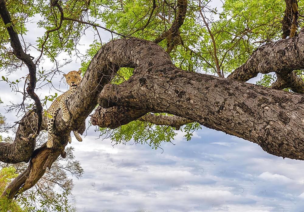 A cheetah in the branches of a tree, Cheetah in the tree in Serengeti, Tanzania, Africa