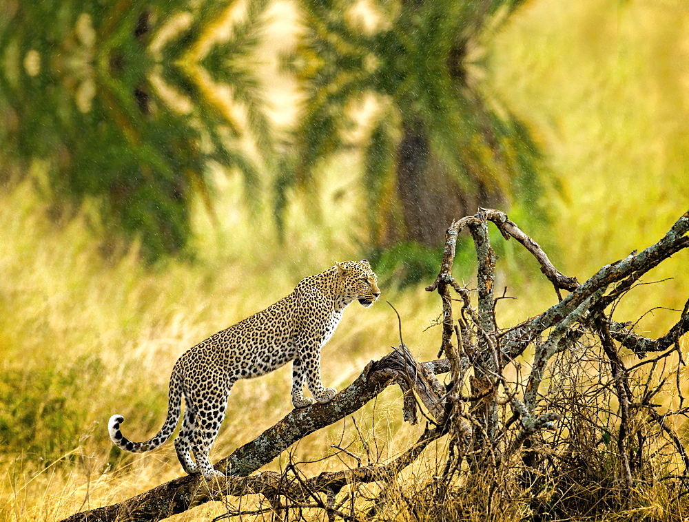 A cheetah in the branches of a tree, Cheetah in the tree in Serengeti, Tanzania, Africa