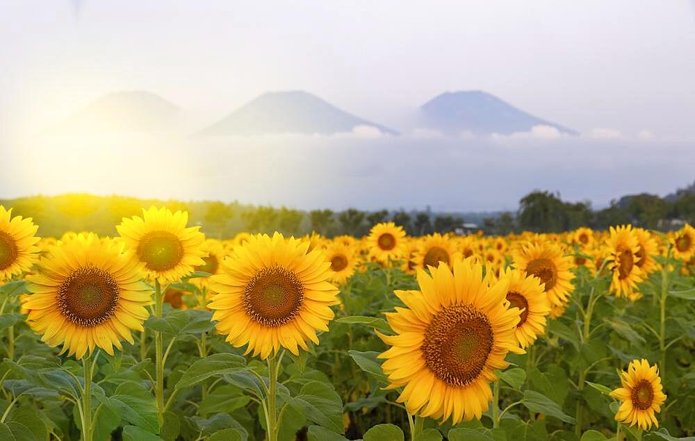 Fields full of sunflowers, beautiful field of sunflowers with mountain in the background