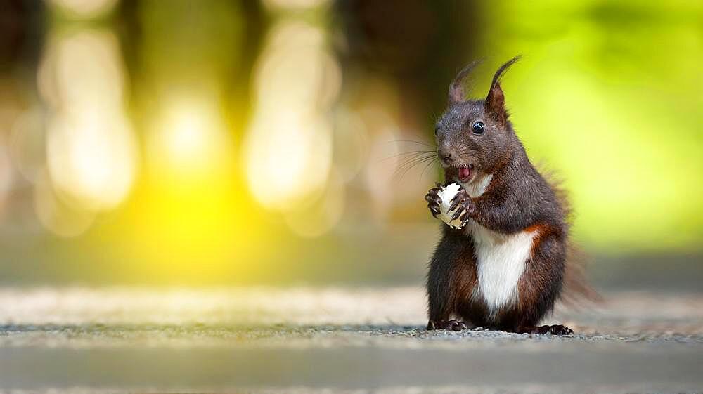 Close up of a squirrel eating on the ground, low angle of a squirrel eating on the ground