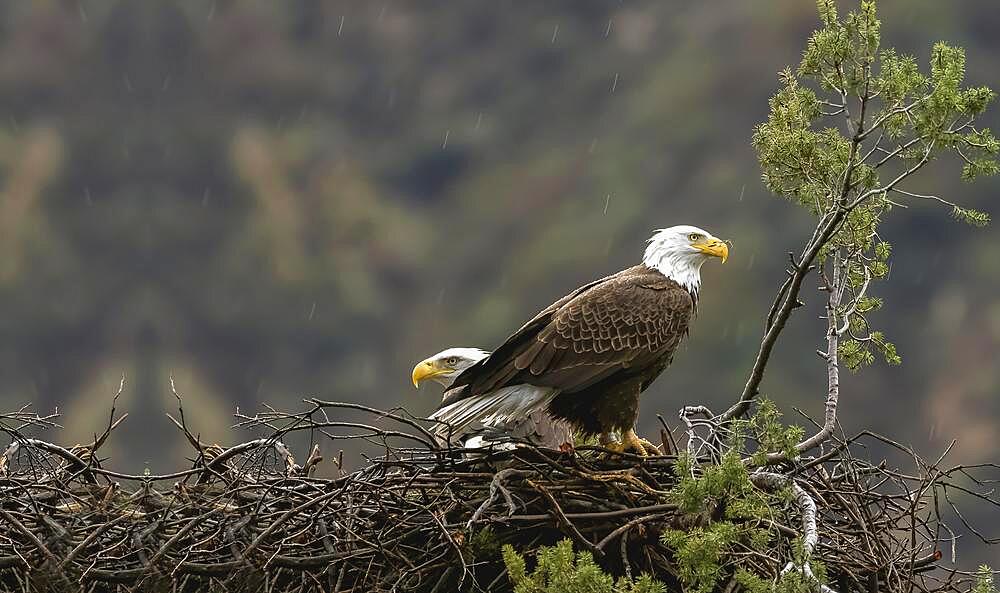 American Bald Eagle in its nest, two American Bald Eagles in its nest