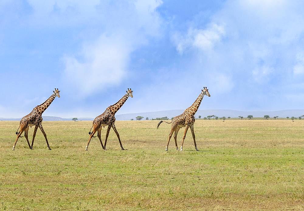 Three giraffes walking in the grass, Portrait of three giraffes in their habitat, Kenya, Africa