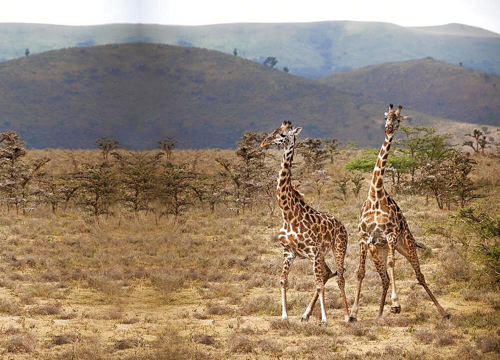 Two giraffes in the grass, two giraffes in their habitat, Kenya, Africa