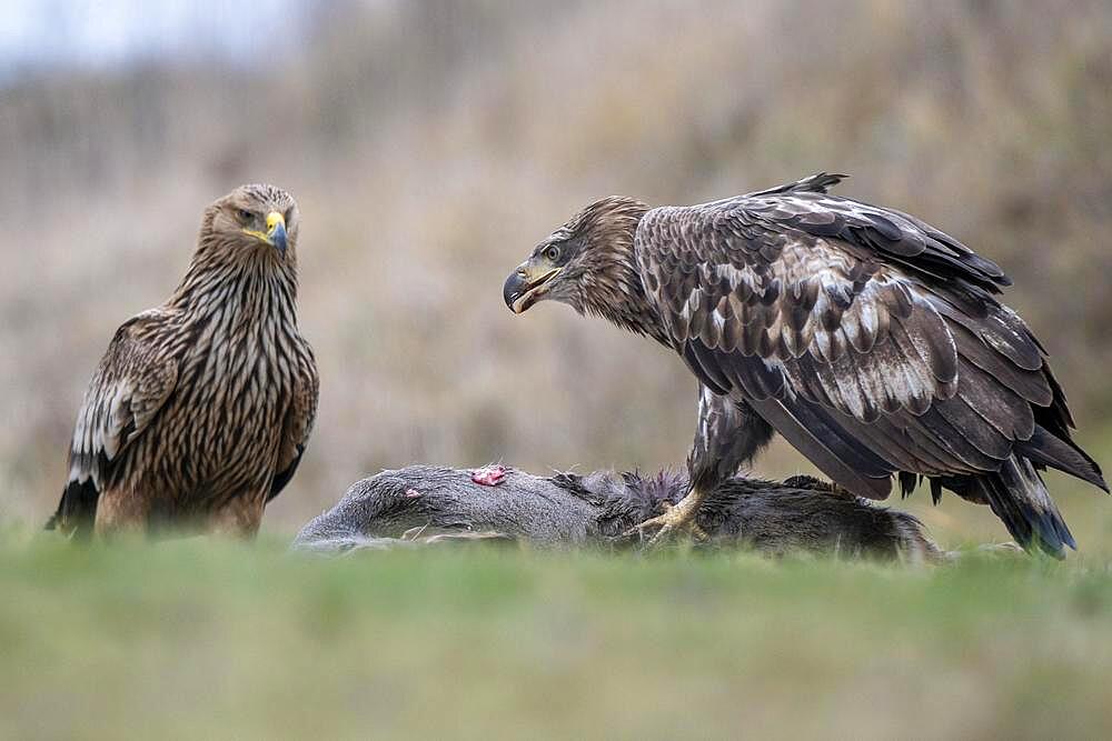 White-tailed eagle (Haliaeetus albicilla) and eastern imperial eagle (Aquila heliaca), feeding with prey, Lower Austria, Austria, Europe