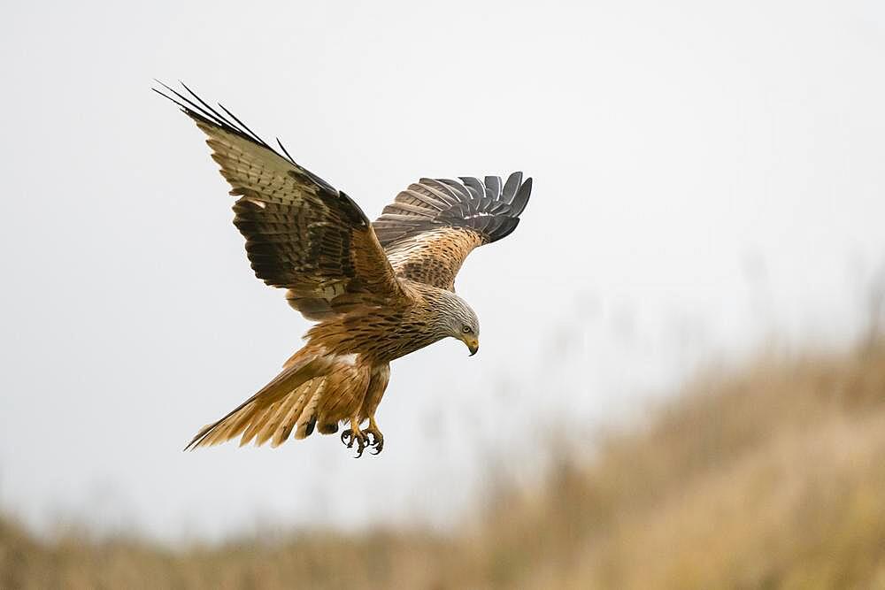 Red kite (Milvus milvus), flying, Lower Austria, Austria, Europe