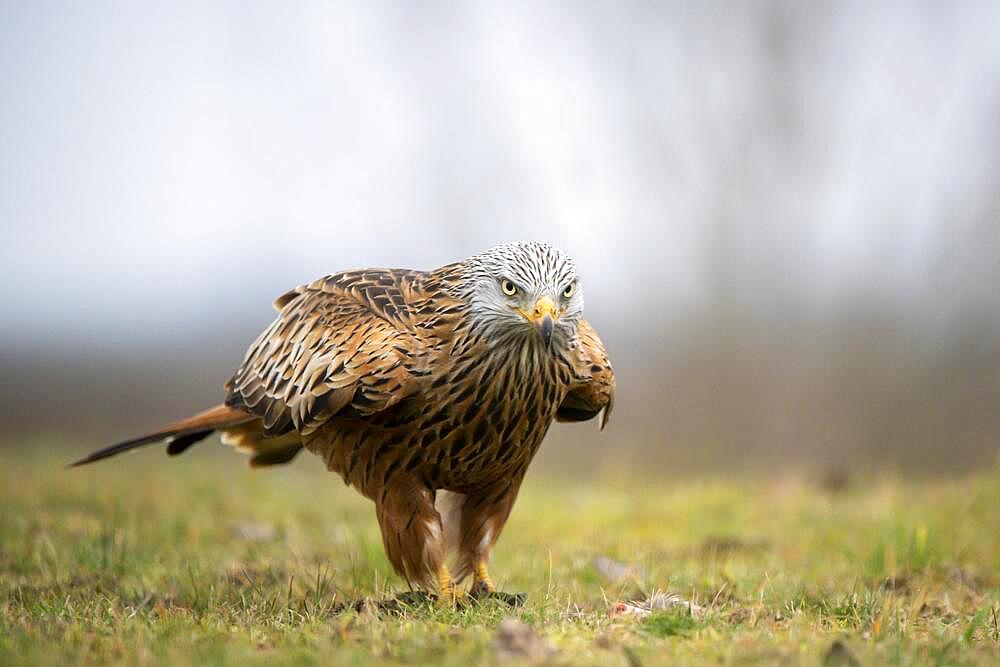 Red kite (Milvus milvus), with prey in meadow, Lower Austria, Austria, Europe