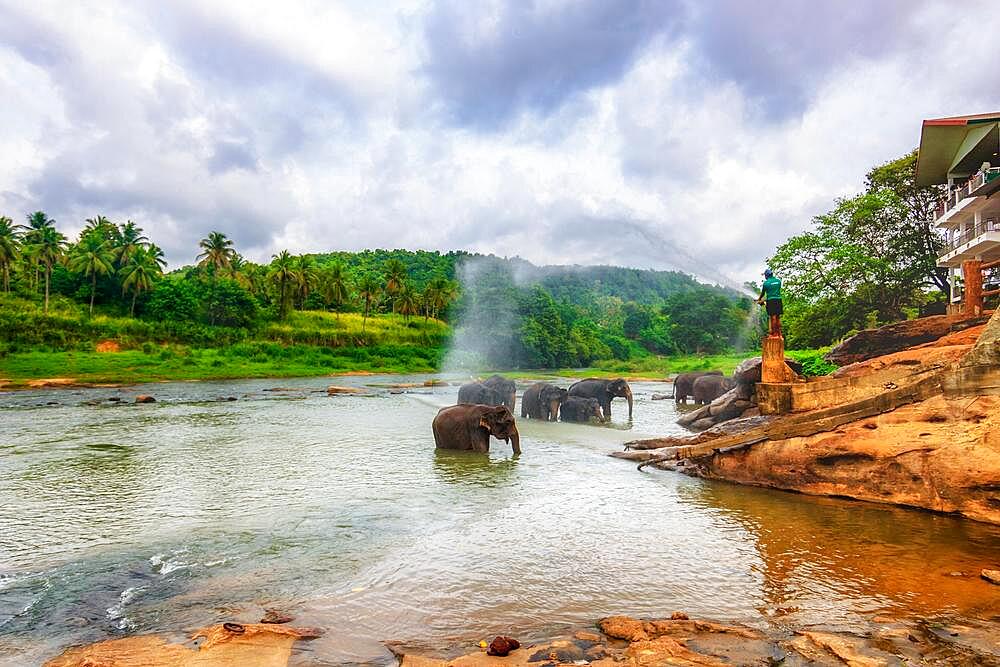 Elephants from the Uda Walawe Elephant Orphanage, Sri Lanka, Asia