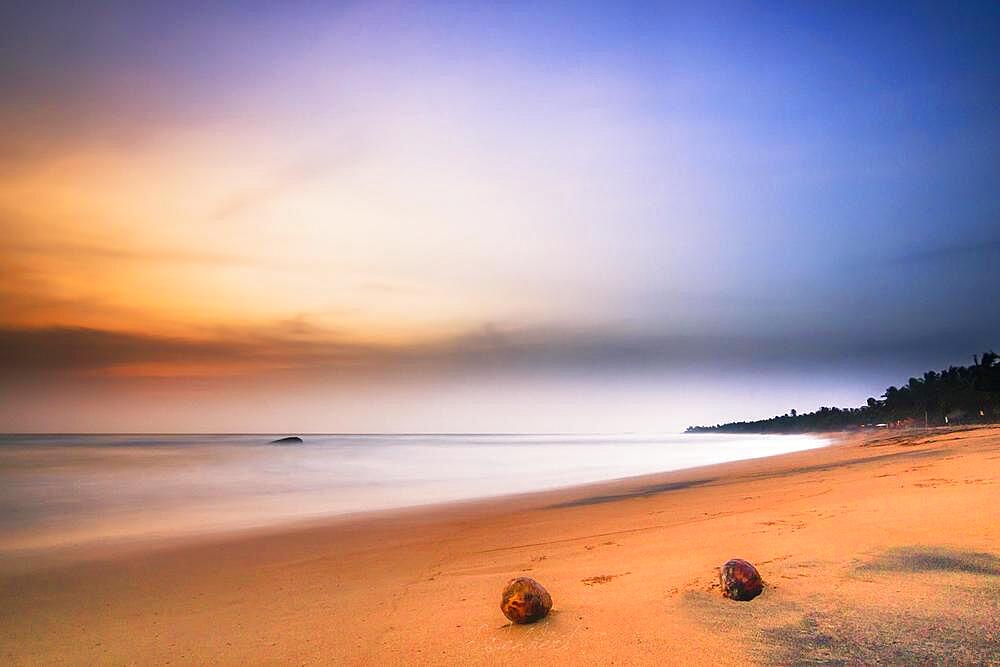 Induruwa beach with coconuts, at sunset, Sri Lanka, Asia