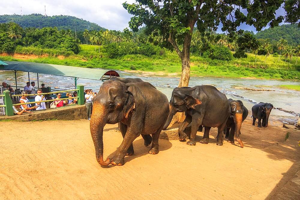 Elephants from the Uda Walawe Elephant Orphanage, Sri Lanka, Asia