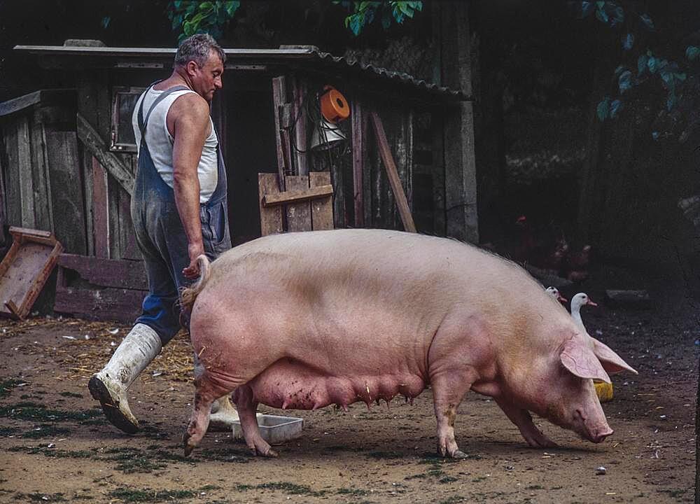 Farmer leading a sow on a farm, Bavaria, Germany, Europe