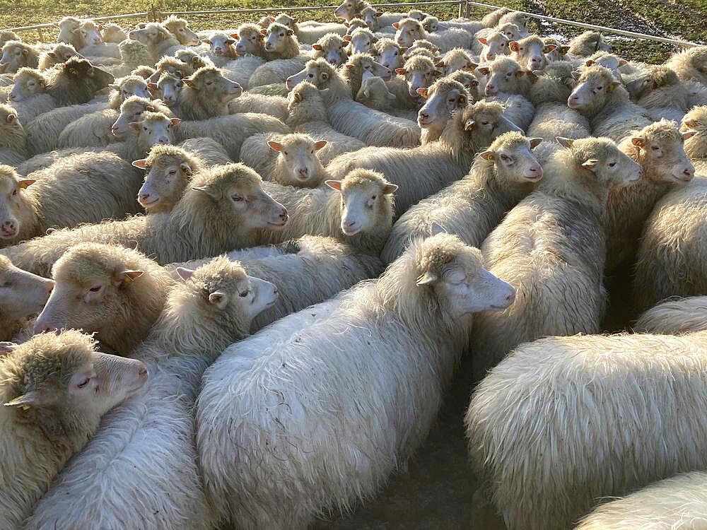 Heath sheep in a pen, Mecklenburg-Western Pomerania, Germany, Europe