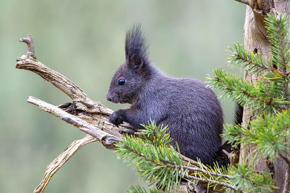 Squirrel (Sciurus vulgaris), sitting on a branch, Terfens, Tyrol, Austria, Europe