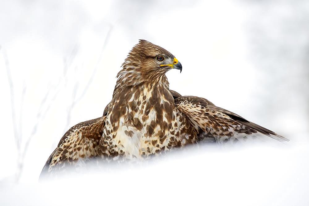 Steppe buzzard (Buteo buteo), sitting on the ground in the snow and mantling, Terfens, Tyrol, Austria, Europe