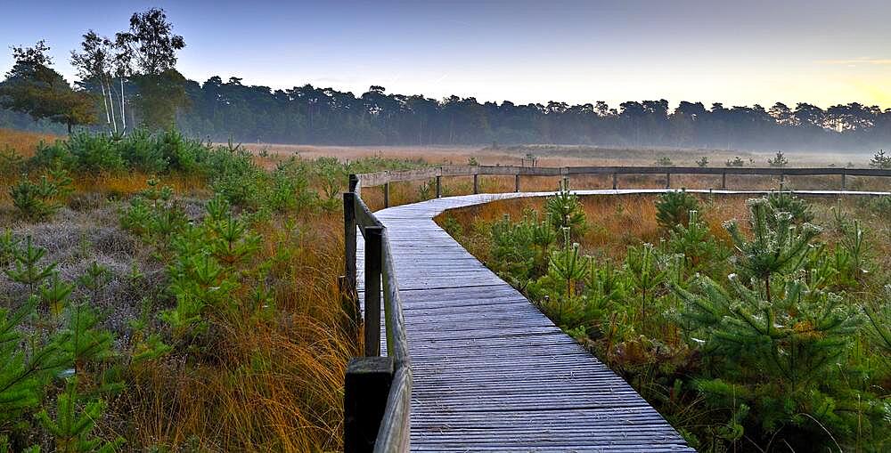 Wooden footbridge in a moor with scots pine (Pinus sylvestris), Lower Rhine, North Rhine-Westphalia, Germany, Europe