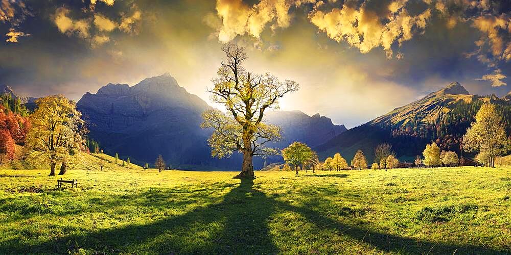 Grosser Ahornboden Panorama with autumnal colourful gnarled maple tree in low sun below the Spritzkar and Grubenkar Karwendel peaks with bizarre cloudy sky, Engalm, Engtal, Karwendel, Pertisau, Hinterriss, Tyrol, Austria, Europe