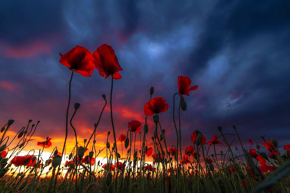 Poppy (Papaver) at sunset with dramatic thunderstorm sky, Mindelheim, Unterallgaeu, Bavaria, Germany, Europe