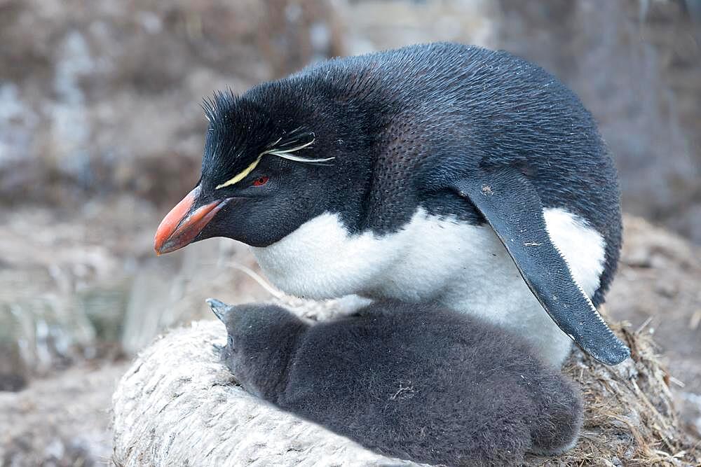 Southern rockhopper penguin (Eudyptes chrysocome), with young, West Point, Falkland Islands, South America