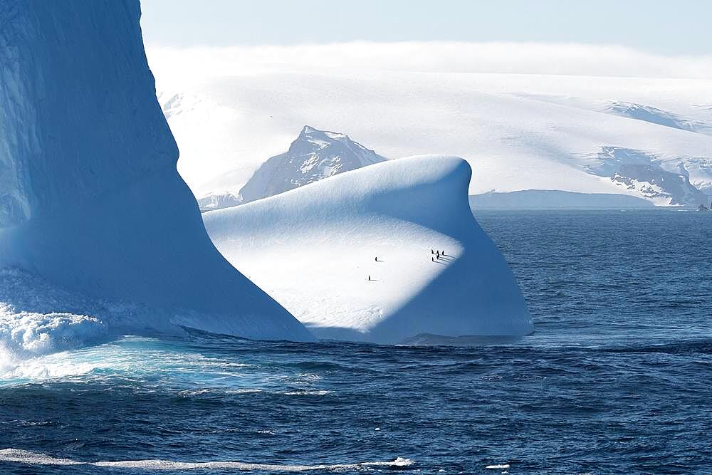 Penguins on iceberg, Antarctica