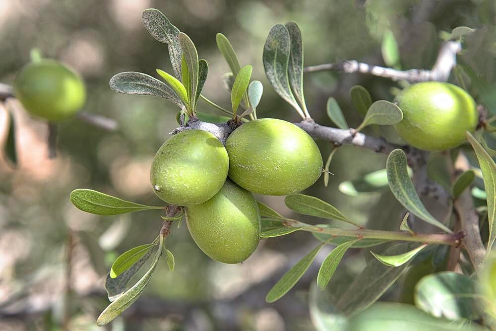 Argan (Argania spinosa), fruit of the argan tree, Morocco, Africa