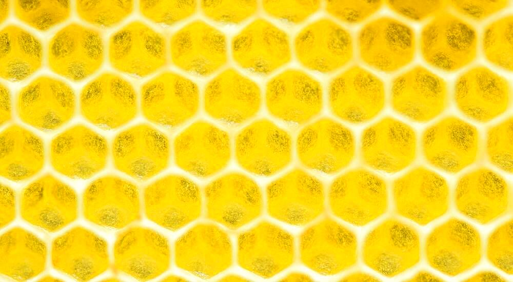 Beeswax, freshly removed honeycomb, Bavaria, Germany, Europe