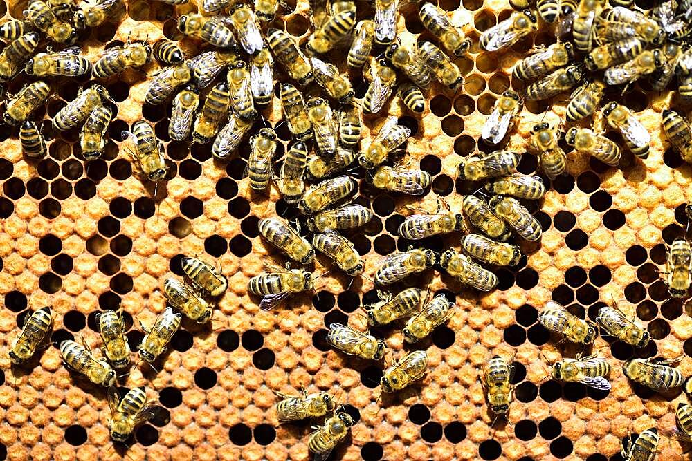 Workers of the honey bee (Apis mellifera var. carnica) on honeycomb with capped brood cells, Bavaria, Germany, Europe