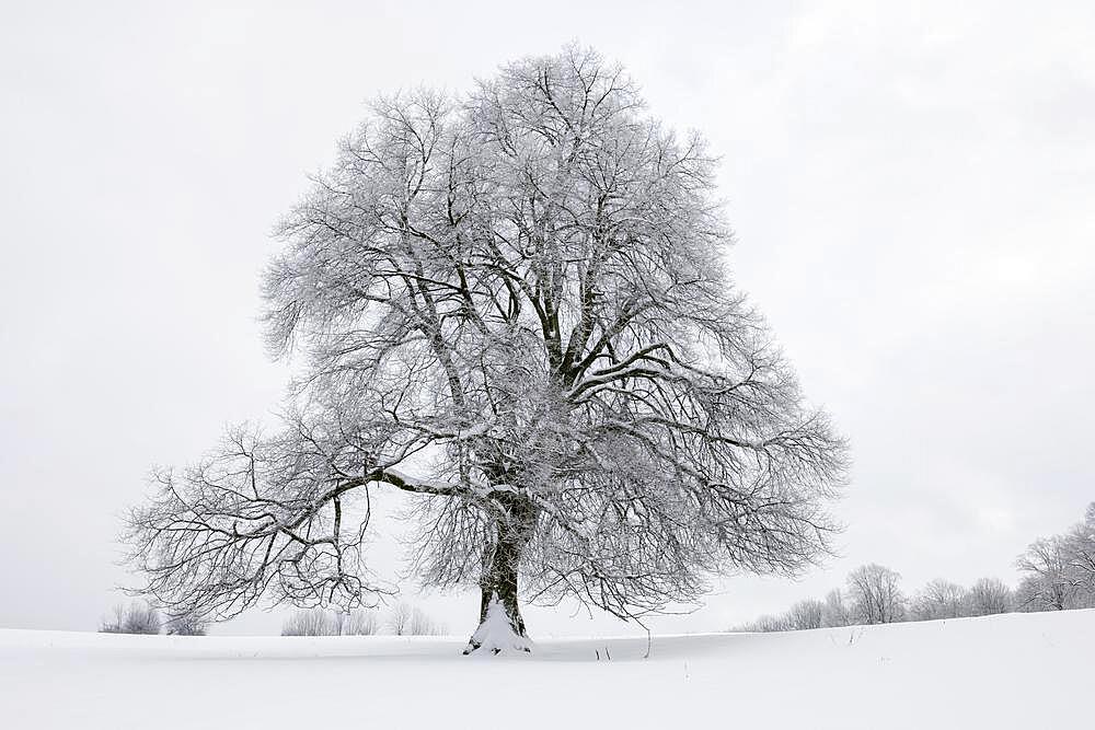 Large-leaved linden (Tilia platyphyllos), winter, snow, Baden-Wuerttemberg, Germany, Europe