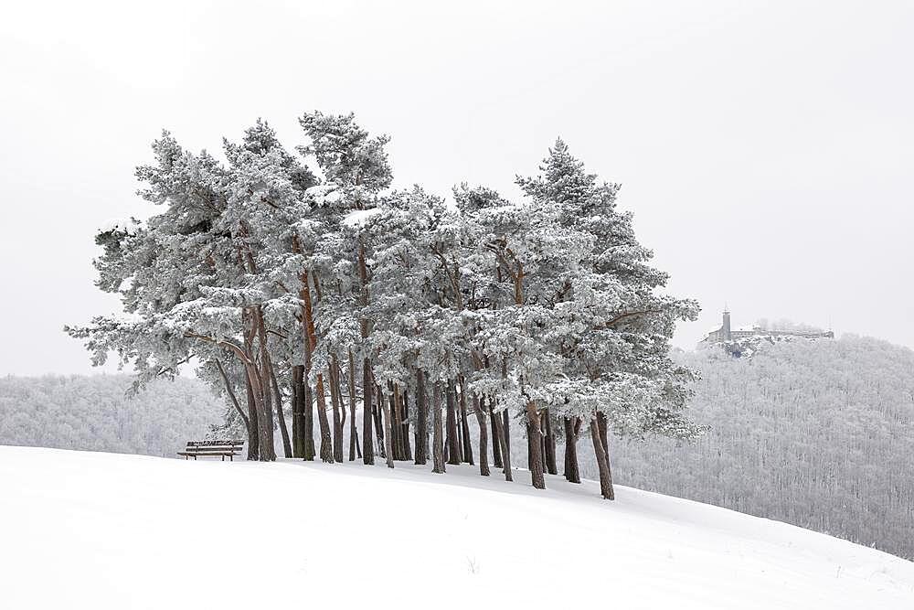 Pine grove, Teck Castle, winter, snow, Owen, Baden-Wuerttemberg, Germany, Europe