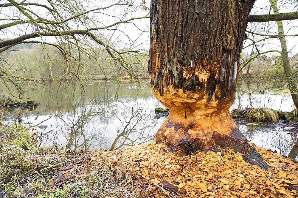 Beaver damage or gnaw marks on tree on the bank of the Fulda near Kassel, european beaver (Castor fiber), Hesse, Germany, Europe