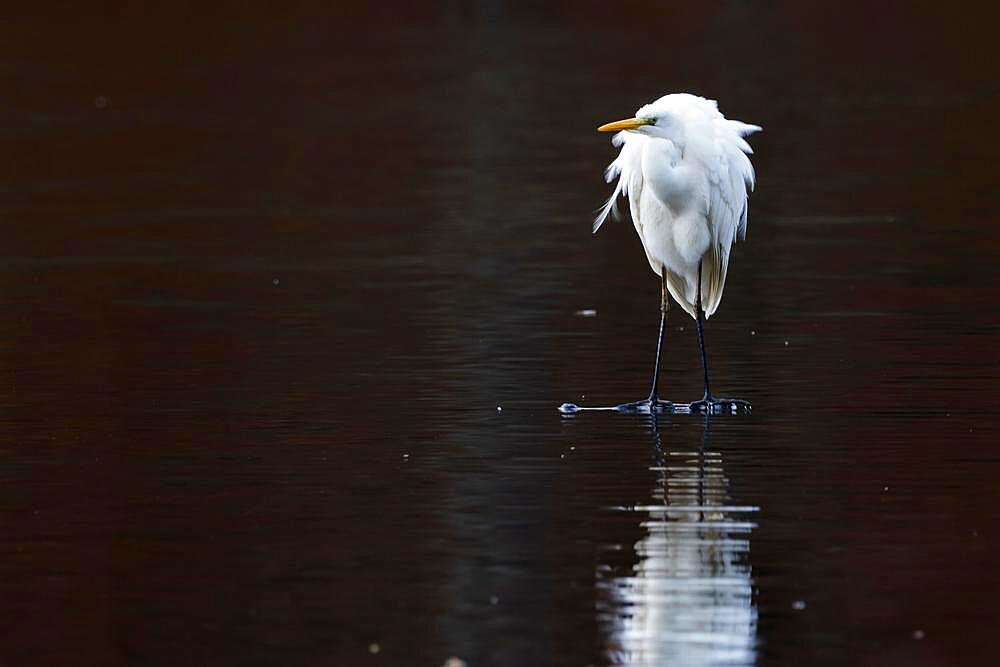 Great egret (Ardea alba) standing on dead wood in the water, Hesse, Germany, Europe