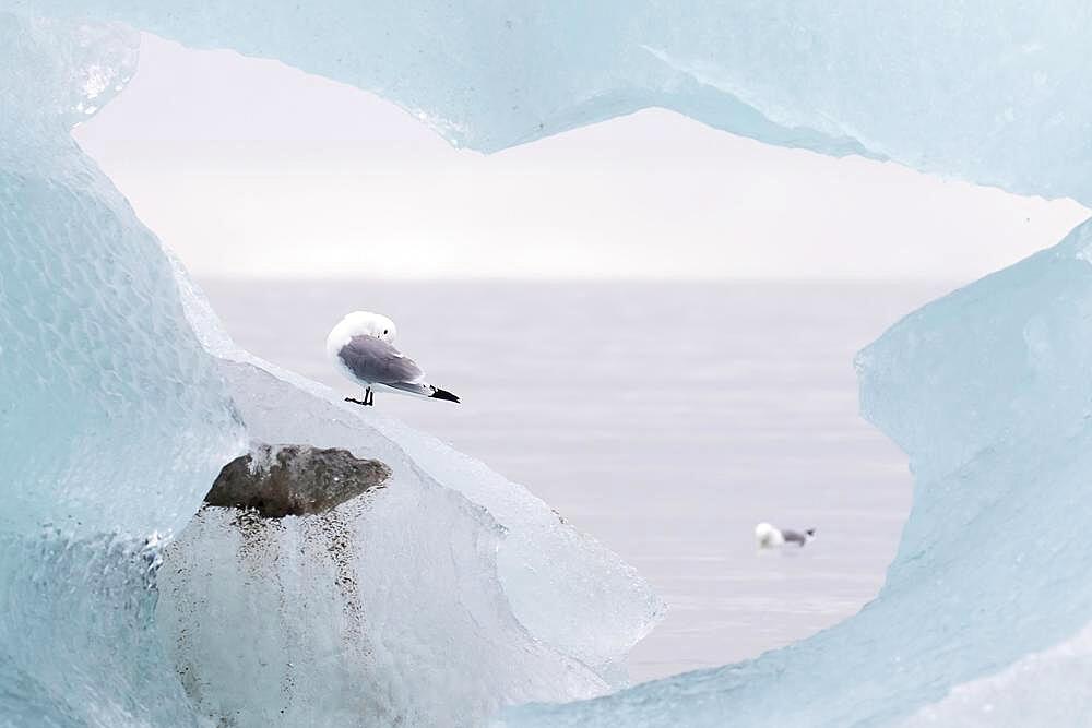 Kittiwake (Rissa tridactyla), standing on an iceberg, Svalbard, Spitsbergen, Norway, Europe