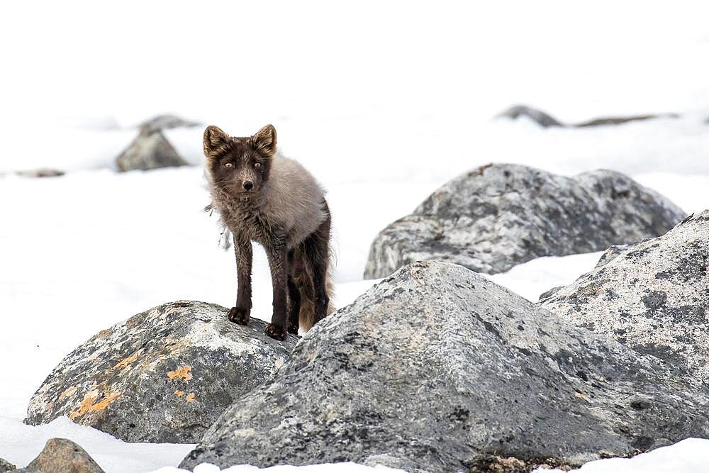 Arctic fox (Vulpes lagopus), standing on boulder, Spitsbergen, Norway, Europe