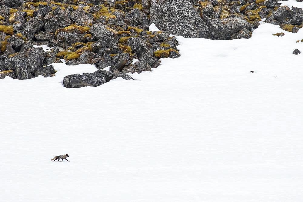 Arctic fox (Vulpes lagopus), walking on snow surface, Spitsbergen, Norway, Europe