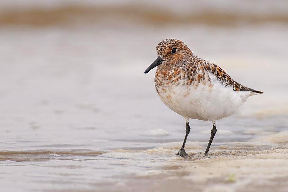 Sanderling (Calidris alba), winter plumage, wading bird, Helgoland Island, dune, Schleswig Holstein, Germany, Europe