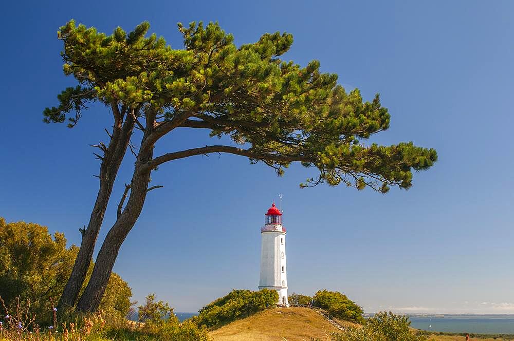 Lighthouse on the island of Hiddensee, pine tree, Hiddensee, Mecklenburg-Western Pomerania, Germany, Europe