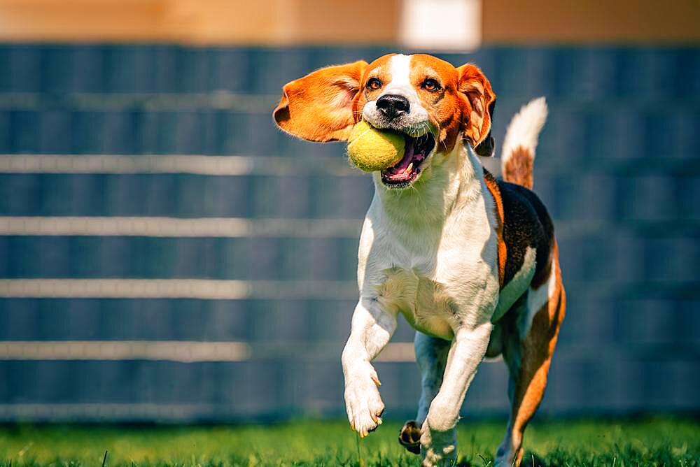 Beagle dog fun in backyard, outdoors run with ball, dog training