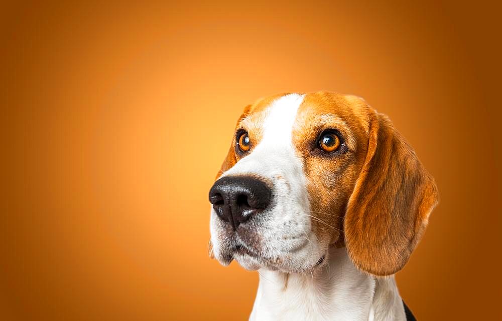 Beautiful beagle dog isolated on brown background. Studio shoot. looking up, headshoot portrait