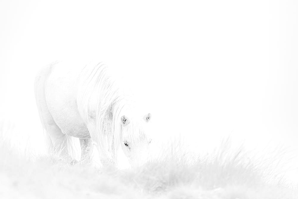 White domestic horse (Equus caballus) in a meadow in front of foggy, white sky, Innsbruck, Tyrol, Austria, Europe