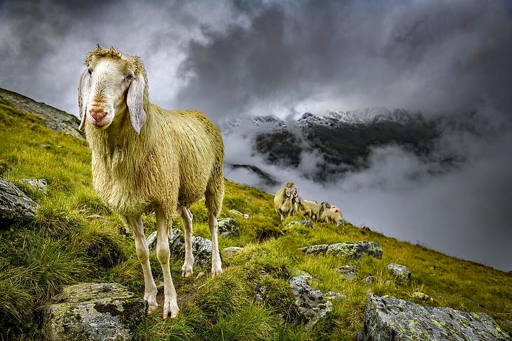 Domestic sheep (Ovis gmelini aries) on mountain meadow with mountain landscape and cloudy sky, Sellrain, Innsbruck, Tyrol, Austria, Europe