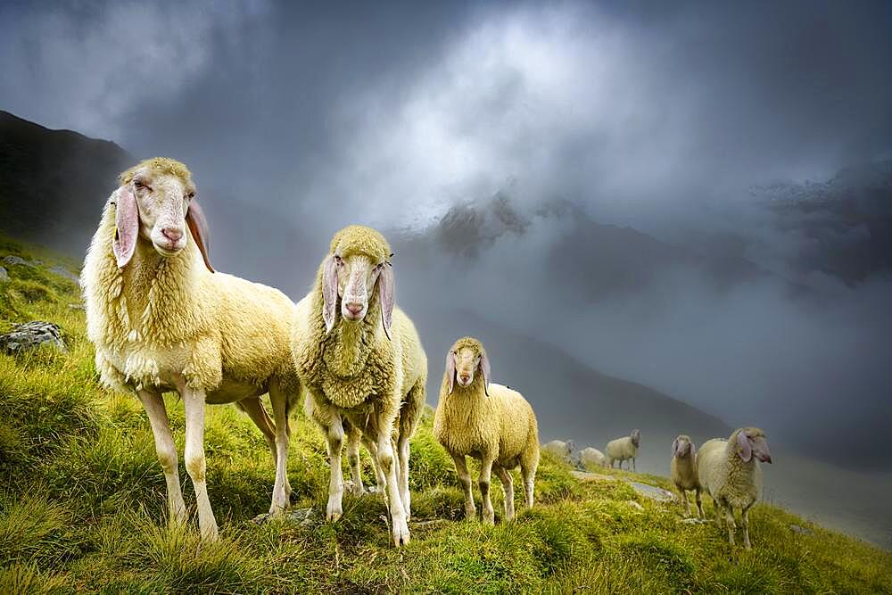 Domestic sheep (Ovis gmelini aries) on mountain meadow with mountain landscape and cloudy sky, Sellrain, Innsbruck, Tyrol, Austria, Europe