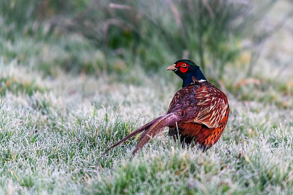 Rooster of Common Pheasant (Phasianus colchicus), Ring-necked Pheasant in winter in the time of dawn, Devon, England, United Kingdom, Europe